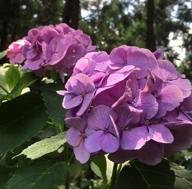2015071106.jpg